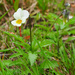 Field pansy Viola arvensis by janturnbull