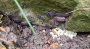 10th Sep 2020 - Woodlice and snail eggs