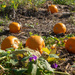 Pumpkins and Petunias by tdaug80