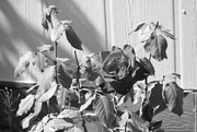 10th Sep 2020 - Rose in Black and White