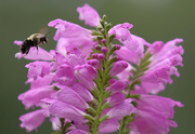 11th Sep 2020 - Obedient Plant and Friend 