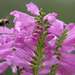 Obedient Plant and Friend  by tosee