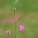 Wildflower Tick-trefoil... by marlboromaam