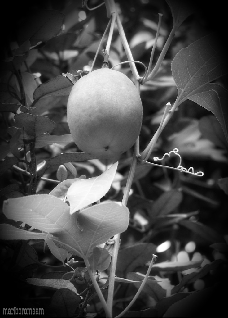 Passion Fruit... by marlboromaam