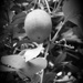 Passion Fruit... by marlboromaam