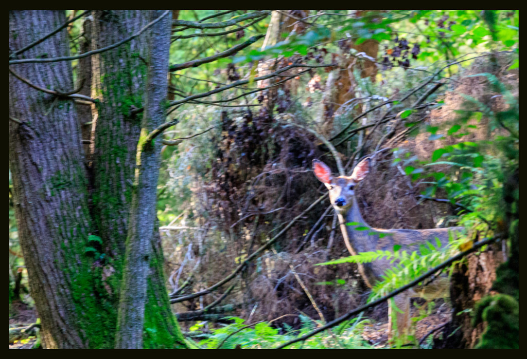 Deer on Nature Trail by hjbenson