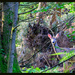 Deer on Nature Trail by hjbenson