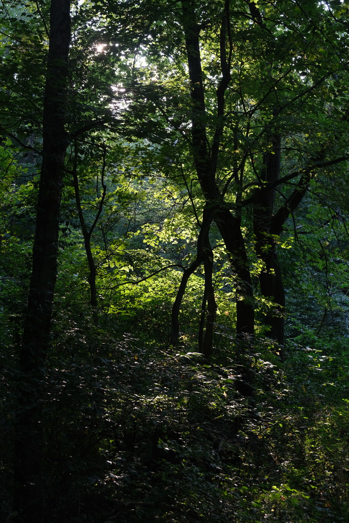 Deep woods, late in the day - nf-sooc-2020 by lsquared