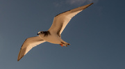 11th Sep 2020 - Seagull in Flight!