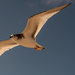 Seagull in Flight! by rickster549