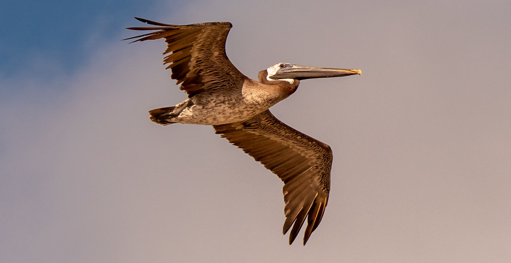 Brown Pelican Fly-by! by rickster549