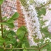 Mint Flower by harbie