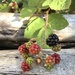 Garden Blackberries.. by anne2013