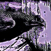 Purple Raven by elatedpixie