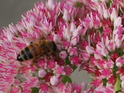 12th Sep 2020 - late season pollinator