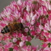 late season pollinator by stillmoments33