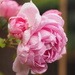 Roses in my garden  by bizziebeeme