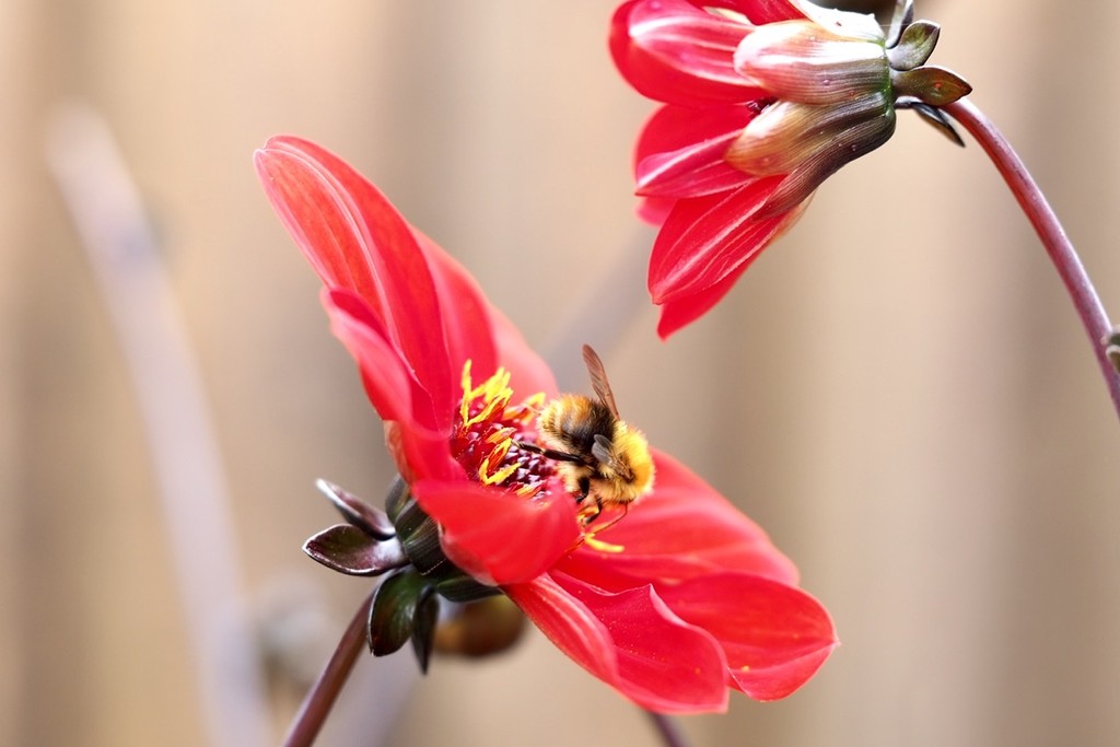 Buzzing around for pollen by bizziebeeme