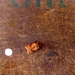 Brown spot pinion 2 by steveandkerry