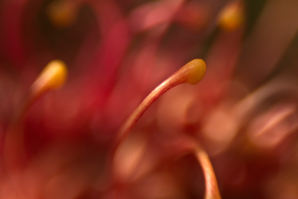 Get Pushed 424 - macro grevillea by annied