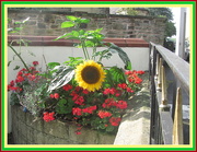 12th Sep 2020 - Sunflower and red geraniums.