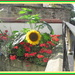 Sunflower and red geraniums. by grace55