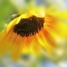 Sunflower Glow by lynnz