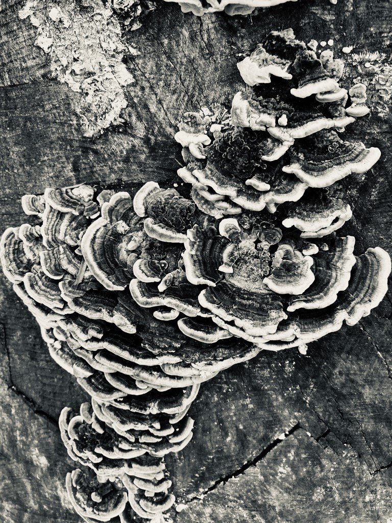 Fungi! by mollw