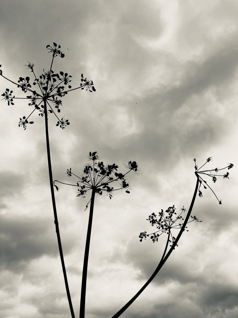 Seed heads by mollw