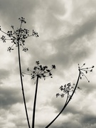 11th Sep 2020 - Seed heads