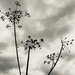 Seed heads by mollw