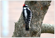 12th Sep 2020 - Mr woodpecker came to visit