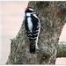 Mr woodpecker came to visit by bruni