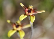 12th Sep 2020 - Dancing Spider Orchid DSC_1337