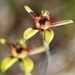 Dancing Spider Orchid DSC_1337 by merrelyn