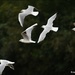 A colony of gulls by rosiekind