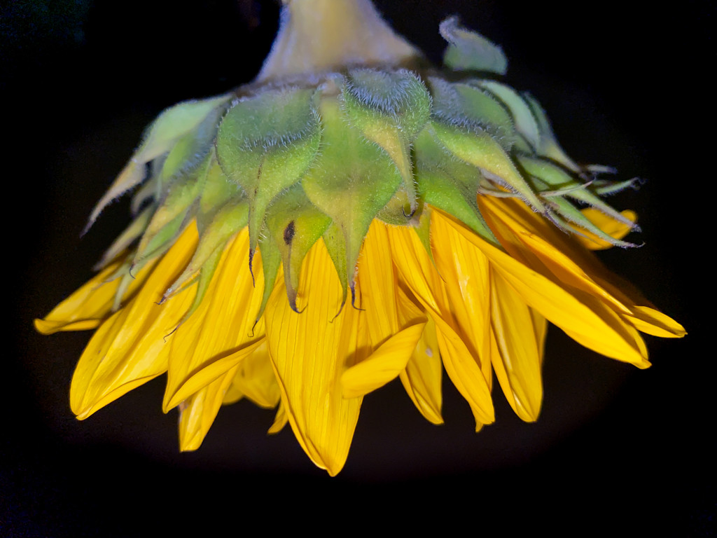 Sunflower by sprphotos