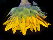 6th Sep 2020 - Sunflower