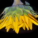 Sunflower by sprphotos