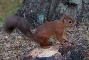 28th Aug 2020 - RED SQUIRREL