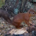 RED SQUIRREL by markp