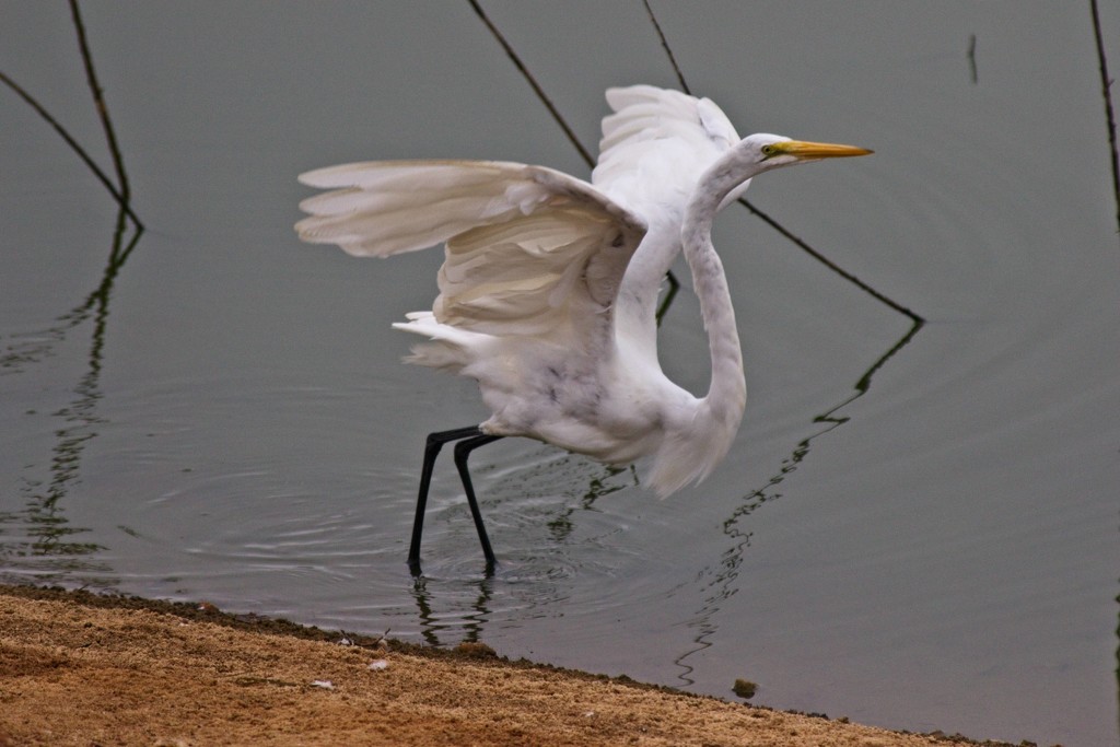 LHG-1804- Great egret wings up by rontu