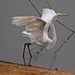 LHG-1804- Great egret wings up by rontu