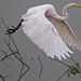 LHG-1806- Great egret lift off by rontu