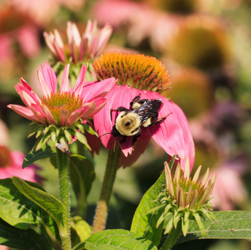 coneflower by aecasey