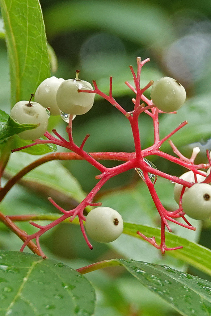 Gray Dogwood berries (or, Rain Kills Cameras) by annepann