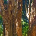 Paper Bark Trees In The Late Afternoon Sunshine ~         by happysnaps