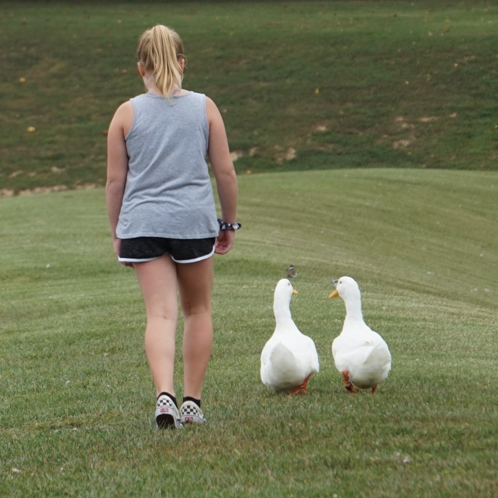 Duck walk by tunia