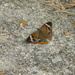 Butterfly on Driveway by sfeldphotos
