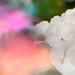 White Hydrangea........ by ziggy77